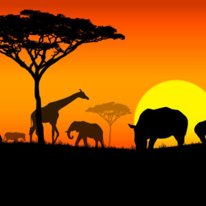 Animales en la puesta del sol