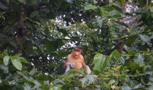 Scimmia-Nasica-nellarea-di-protezione-di-Tarakan